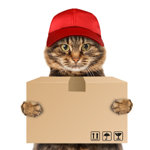 a kitty delivering a parcel